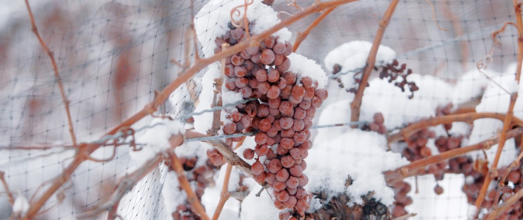 O icewine é um verdadeiro presente do inverno para os apaixonados por vinho.