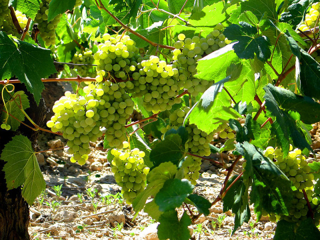Uvas Brancas - conheça um pouco sobre elas!
