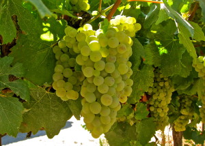 A uva branca Chardonnay é conhecida como "A Rainha das uvas brancas"