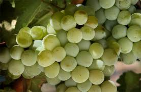 Excelentes vinhos são produzidos com a Sauvignon Blanc no Vale do Loire e em Bordeaux, na França