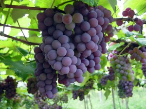 A Matéria Prima do Vinho - Uvas!
