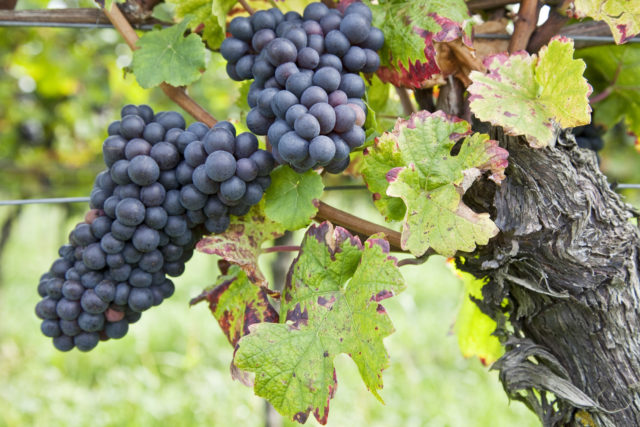 14 regiões vinícolas demarcadas, que detém cerca de 250 castas de uvas autóctones