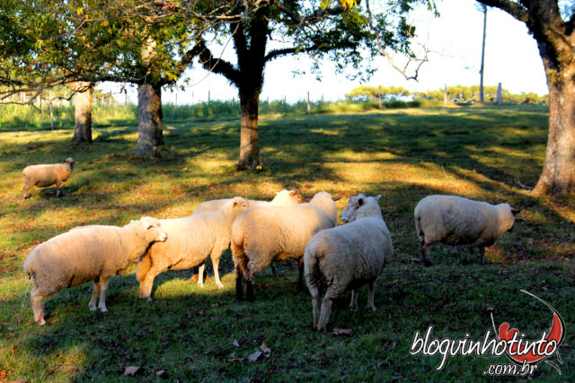 Vista matinal para as ovelhas que passeiam pela vinícola