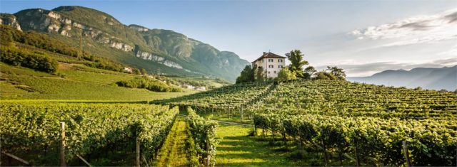 Trentino-Alto-Adige: vinhos brancos excepcionais, com variedades alemãs, austríacas, francesas