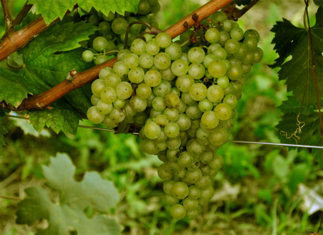 A Vitovska, encontrada tanto no Friuli como na Eslovênia, produz vinhos de excelente nível, delicados, frescos, com aromas de flores brancas, pêras, amêndoas, mel, tons balsâmicos e uma mineralidade pronunciada