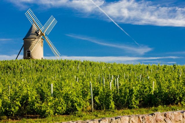 Crus de Beaujolais: Terroir especial no norte da região
