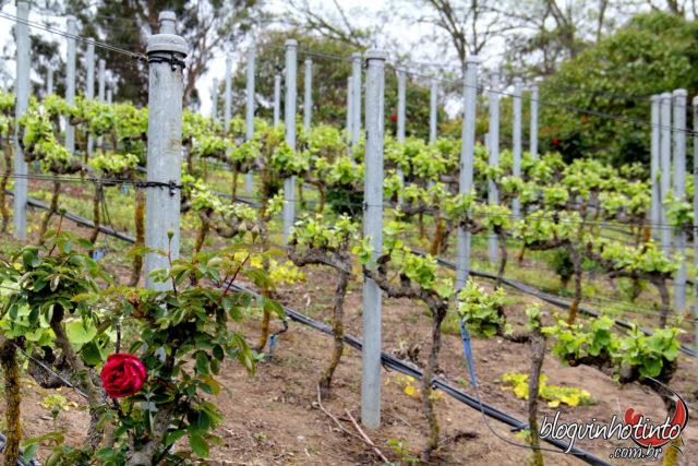A Loma Larga possui vinhas espalhadas por 148 hectares de vinhedos em Casa Blanca