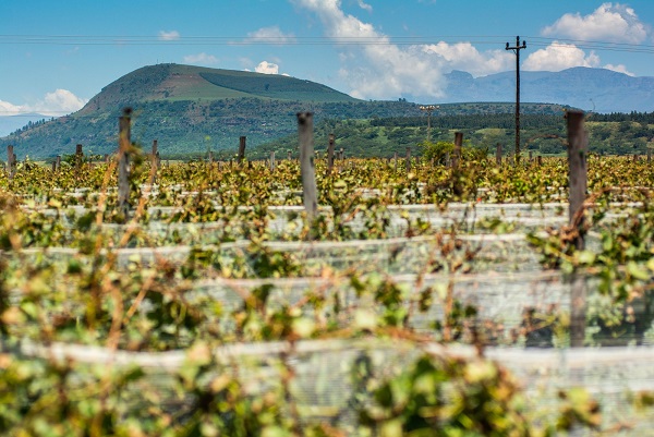 Cathedral Peak Wine State - Videiras plantadas aos pés da Montanha do Dragão, cerca de 1500 km de distância de Cape Town, África do Sul.