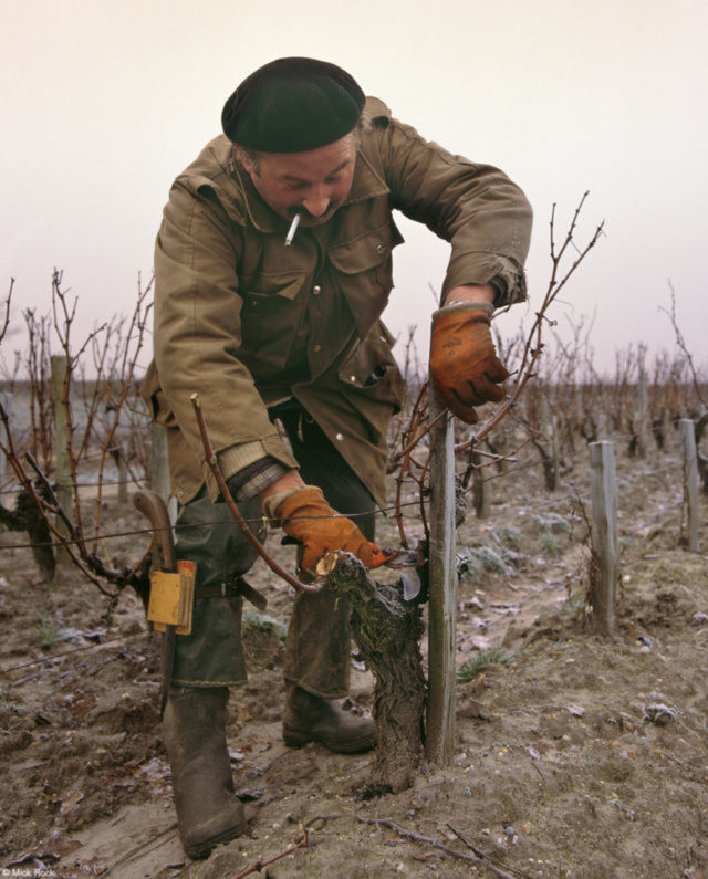 Vigneron Pruning Vines, do fotógrafo britânico Mick Rock Um viticultor poda suas videiras