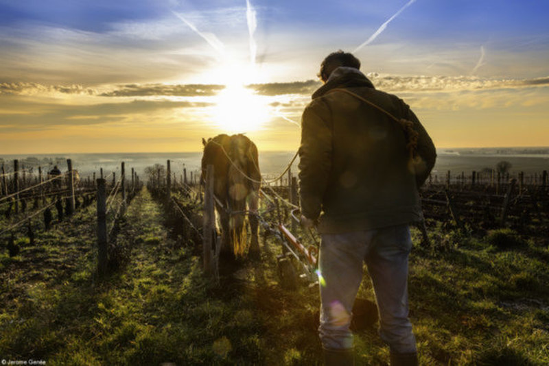 Travail Au Cheval, do fotógrafo francês Jerome Genée O lindo nascer do sol nas vinhas de Pernand-Vergelesses, na Borgonha (região da França). Um rapaz prepara o chão com seu cavalo
