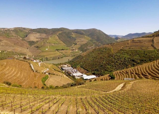 Porto e Madeira são vinhos diferentes