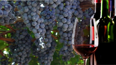 O legado italiano na vitivinicultura brasileira
