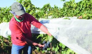 Vinícola do sul de Minas que faz uso da técnica da dupla poda (FOTO: Samantha Mapa / Epamig / Divulgação)