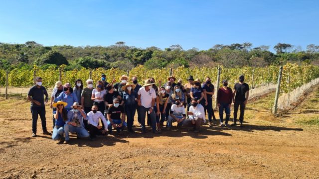 Convidados participam da colheita das uvas do primeiro vinho 100% brasiliense